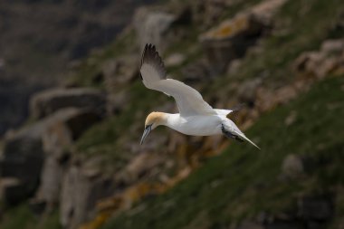 St Mary Newfoundland Burnu 'ndaki Kuzey Sümsük Kuşağı