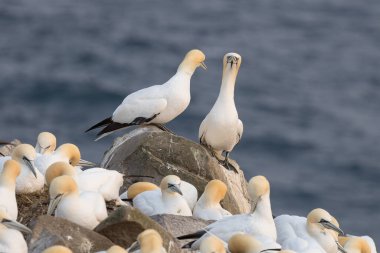 St Mary Newfoundland Burnu 'ndaki Kuzey Sümsük Kuşağı