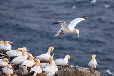 St Mary Newfoundland Burnu 'ndaki Kuzey Sümsük Kuşağı