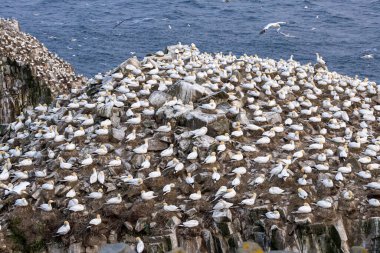 St Mary Newfoundland Burnu 'ndaki Kuzey Sümsük Kuşağı