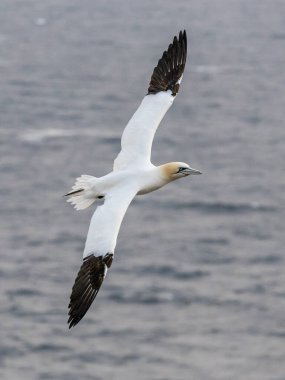 St Mary Newfoundland Burnu 'ndaki Kuzey Sümsük Kuşağı
