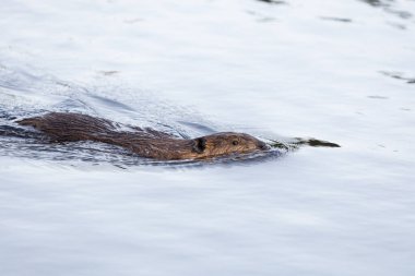 Kunduz Newfoundlands doğasında doğal bir ortamda..
