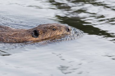 Kunduz Newfoundlands doğasında doğal bir ortamda..