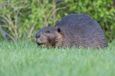 Kunduz Newfoundlands doğasında doğal bir ortamda..