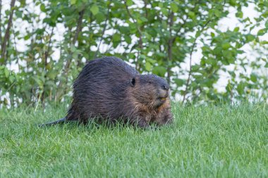 Kunduz Newfoundlands doğasında doğal bir ortamda..