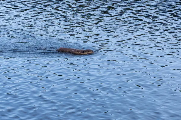 Kunduz Newfoundlands doğasında doğal bir ortamda..