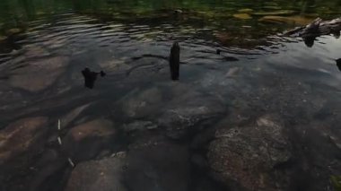 Dağ gölünün berrak sularında büyük kayaların arasında zarif bir şekilde yüzen vahşi bir alabalığın benzersiz görüntüsü. Balıklar daha sonra su altında kalan bir ağacın üzerinden atlarlar ve çarpıcı bir vahşi doğa gösterisi yaratırlar..