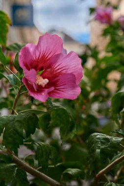 Canlı, pembe bir amber çiçeğinin tam çiçeklendiği yakın plan, kırmızı damarlı merkez ve yeşil yapraklarla çevrili sütle kaplı doğal ışık..