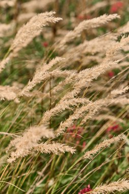 Calamagrostis süs otunun detaylı yakın plan görüntüleri, ince dokusunu, doğal desenini ve bahçedeki canlı yeşil renklerini vurgulamak..
