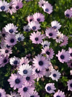 Yoğun açık pembe ve lavantalı Afrika papatyalarının yukarıdan aşağı görüntüsü
