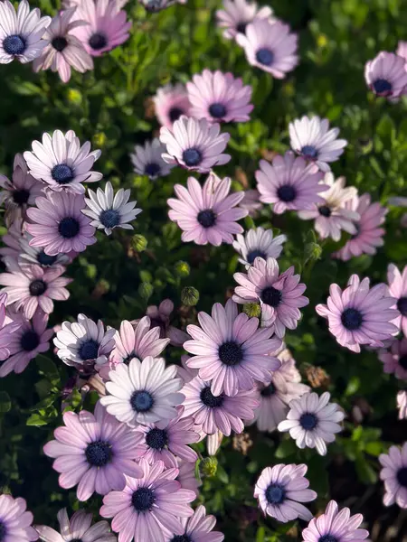 Yoğun açık pembe ve lavantalı Afrika papatyalarının yukarıdan aşağı görüntüsü
