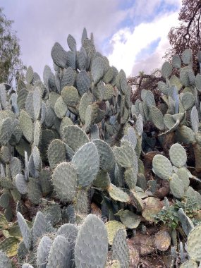 Soluk yeşil-mavi renk pedleri olan yoğun bir armut kaktüsü grubu.