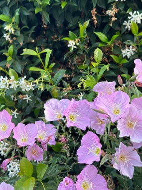 Nazik soluk pembe akşam çiçekleri ve beyaz yasemin çiçekleri.
