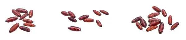 İzole edilmiş arka planda kahverengi sinek larvaları.