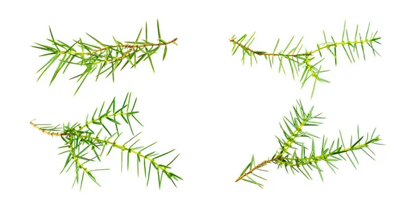 İzole bir arka planda ardıç dalları seti