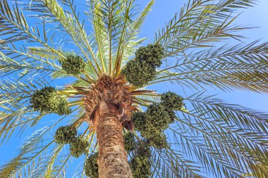 Birbirine girmiş kat kat tomurcukları olan hurma ağaçları yetiştirdik;