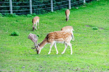 yeşil bir çayırda ot yiyen geyik