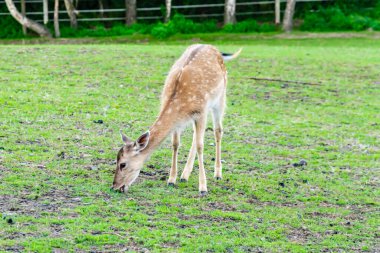 yeşil bir çayırda ot yiyen geyik