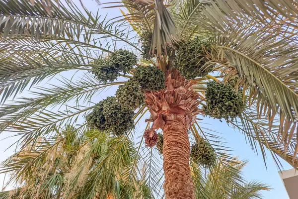 Birbirine girmiş kat kat tomurcukları olan hurma ağaçları yetiştirdik;