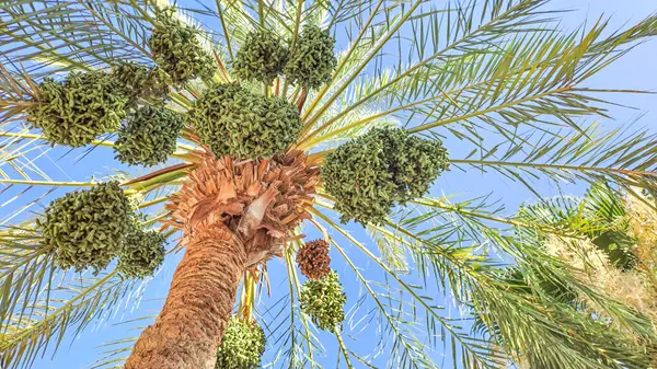 Birbirine girmiş kat kat tomurcukları olan hurma ağaçları yetiştirdik;