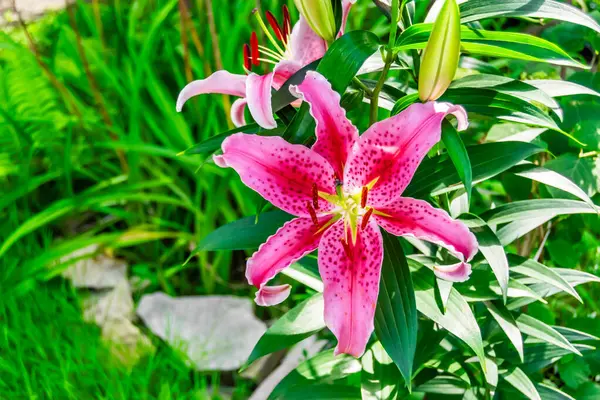 Pembe zambak yeşil yaprakların arka planında