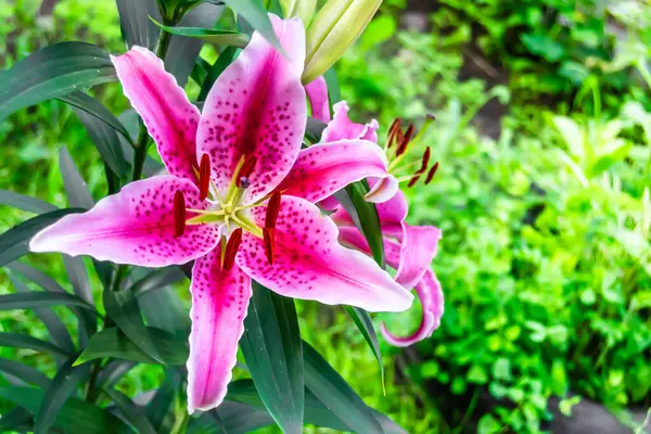 Pembe zambak yeşil yaprakların arka planında