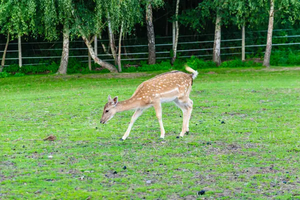 yeşil bir çayırda ot yiyen geyik