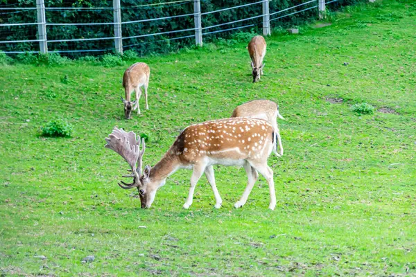 yeşil bir çayırda ot yiyen geyik