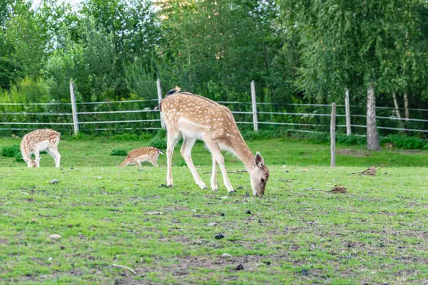 yeşil bir çayırda ot yiyen geyik