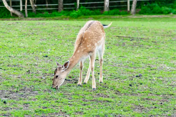 yeşil bir çayırda ot yiyen geyik