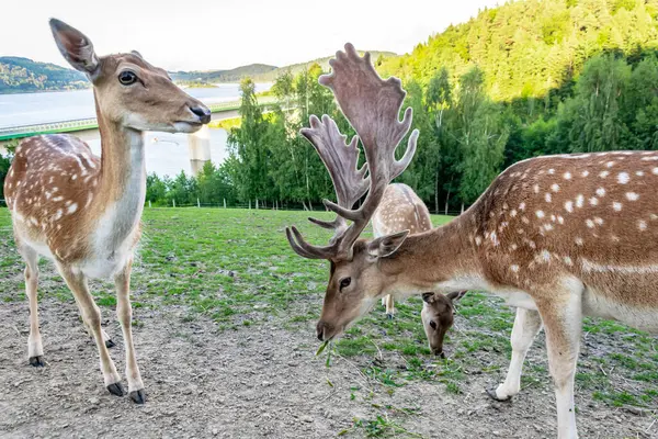 yeşil bir çayırda ot yiyen geyik