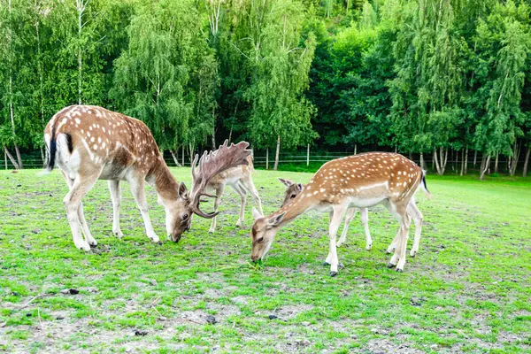 yeşil bir çayırda ot yiyen geyik