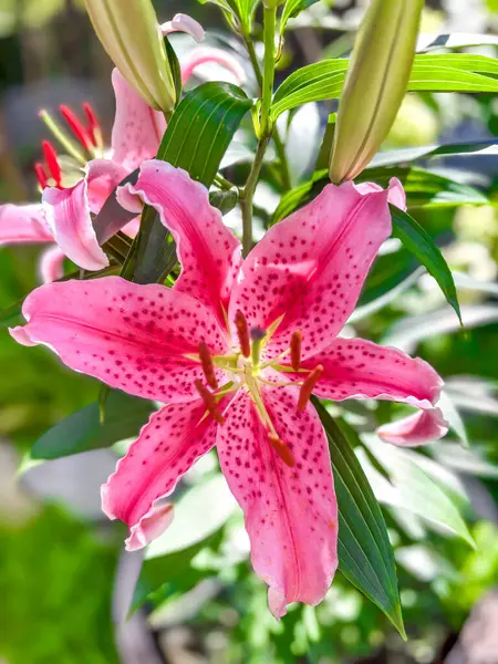 Pembe zambak yeşil yaprakların arka planında