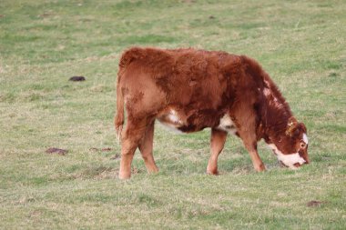 Tarlada bir inek. İrlanda 'nın sığırlarla derin bir iç içe geçmiş bir ilişkisi var. İnekler, yeşil manzaraları boyunca her yerde görülen bir manzara. Bunlar ülkenin tarım ekonomisinin, kültürel kimliğinin ve hatta folklorunun merkezidir.