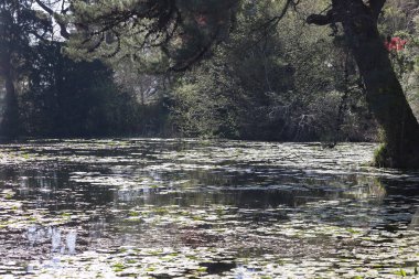 Powerscourt, Enniskerry, County Wicklow 'da Dublin' in güneyinde bulunan büyük bir arazi. 