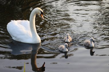Sudaki kuğu ailesi.