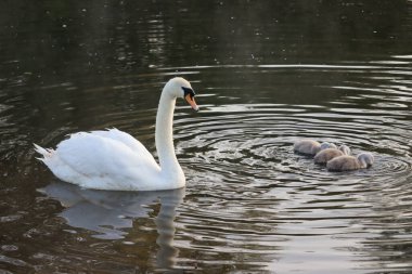 Bir kuğu ve annesi gölde yüzüyorlar.
