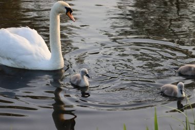göle yüzmeye kuğu aile
