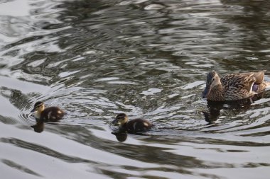 Parktaki nehirde yüzen ördekler. Ördekler suda..