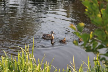 Ördek gölde yüzüyor.
