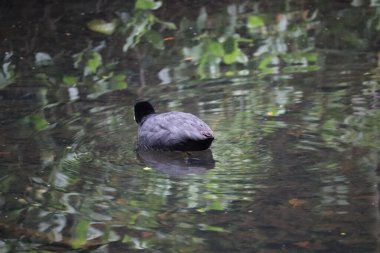 Ördekler Dublin 'in parklarında ve su yollarında yaygın ve sevilen bir manzaradır. Şehrin yeşil alanları çeşitli yaban kuşları için hayati bir yaşam alanı sağlar..