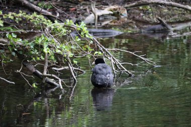 Ördekler Dublin 'in parklarında ve su yollarında yaygın ve sevilen bir manzaradır. Şehrin yeşil alanları çeşitli yaban kuşları için hayati bir yaşam alanı sağlar..