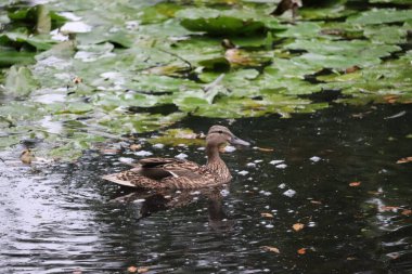 Ördekler Dublin 'in parklarında ve su yollarında yaygın ve sevilen bir manzaradır. Şehrin yeşil alanları çeşitli yaban kuşları için hayati bir yaşam alanı sağlar..