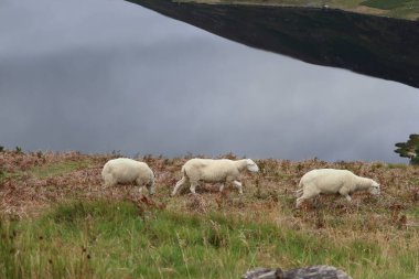 Wicklow Dağları, İrlanda 'nın güneydoğusunda yer alan ve genellikle 