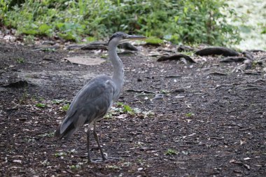 Gri balıkçılgiller (Ardea cinerea) İrlanda 'da yaygın olarak görülen bir kuş türüdür. Zarif gri tüyleri ve uzun, heykel gibi duruşu onu su kenarında avlanırken hatasız kılıyor..