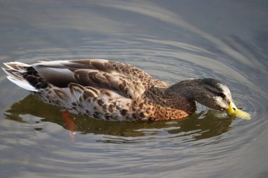 Ördekler Dublin 'in parklarında ve su yollarında yaygın ve sevilen bir manzaradır. Şehrin yeşil alanları çeşitli yaban kuşları için hayati bir yaşam alanı sağlar..