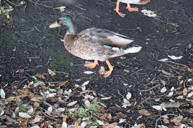 Ördekler Dublin 'in parklarında ve su yollarında yaygın ve sevilen bir manzaradır. Şehrin yeşil alanları çeşitli yaban kuşları için hayati bir yaşam alanı sağlar..