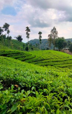 Katmanlı tarlaları ve doğal manzarası olan yemyeşil çay tarlası, tarımı, tazeliği ve sürdürülebilir çiftçiliği sembolize eder..