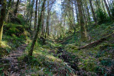 Coed y Glasdir (Glasdir Ormanı) Coed y Brenin, Galler, İngiltere yakınlarında.