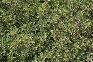 Akdeniz iklimlerinde sıkça rastlanan, küçük yeşil yapraklı ve kırmızı saplı sık yapraklı bir çalılık..